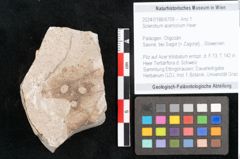 Foto (Objekt + Etikett) von Sclerotium acericolum Heer (NHMW-GEO-2024-0188-6709)